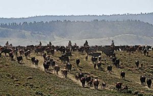 Prairie Legacy Heritage Criollo Cattle